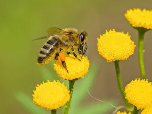 Die Welt der Bienen